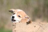 CORGI PEMBROKE 1335